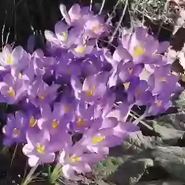 Tommasinianus Whitewell Purple